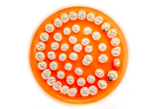 white fungi on agar plate over white background