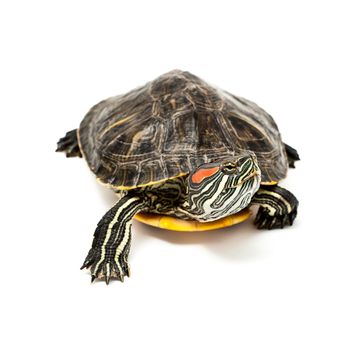 An image of turtle isolated on white