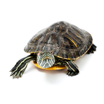 An image of turtle isolated on white background