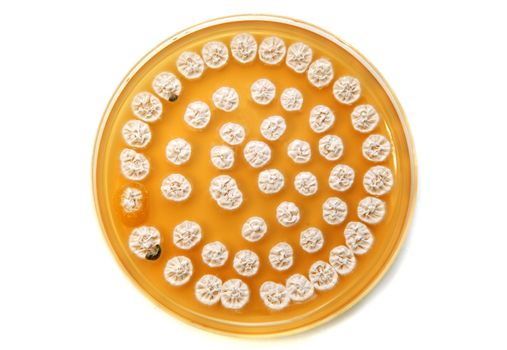 white fungi on agar plate over white background
