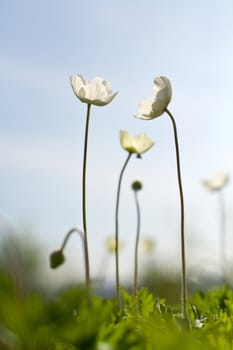 An image of a group of beautiful white flowers