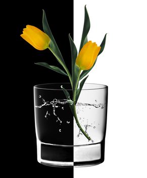 Yellow Tulips and Water glass in backlight on the black and white background.