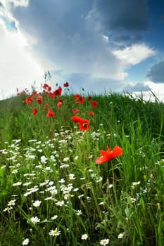 An image of poppy-field under dramatic sky