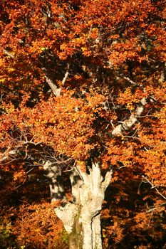 An image of a old tree in autumn forest