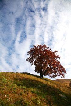 An image of autumn tree on a hill. Autumn theme