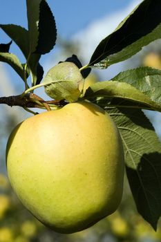 An image of a yellow apple on the tree