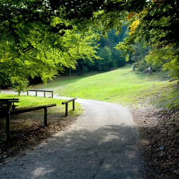 An image of a beautiful green summer lawn