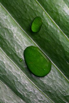 An image of green leaf with raindrop