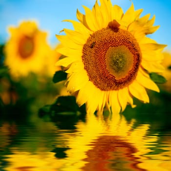 Background from a field of bright yellow sunflowers