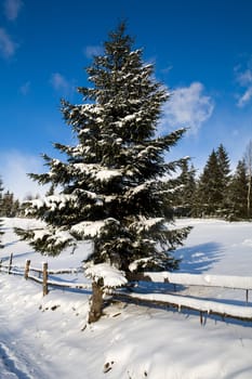 Stock photo: an image of winter forest and a road