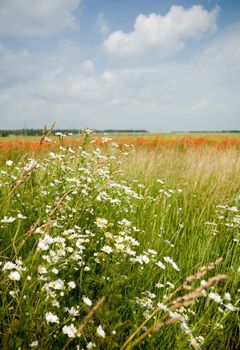An image of field with white flowers