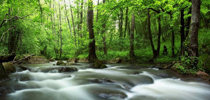 An image of a river in green forest