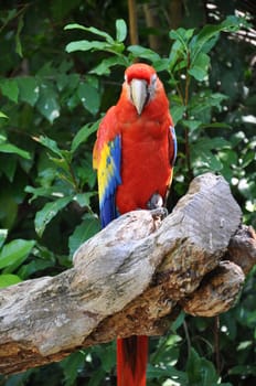 Tropical Parrot