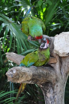 Tropical Parrot