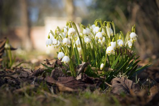 Snowdrops on a sunny day in spring