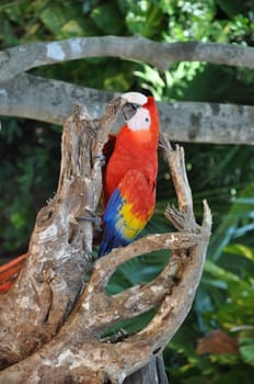 Tropical Parrot