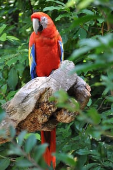 Tropical Parrot