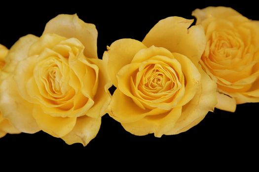 yellow roses with on a black background