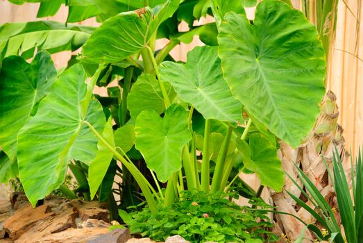 Elephant Ear plant growing in a tropical garden.