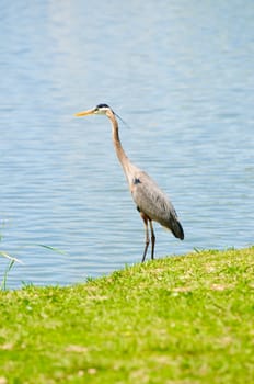 Beautiful crane on the shore of a lake