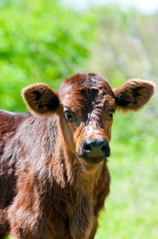 Up-close shot of brown baby calf.