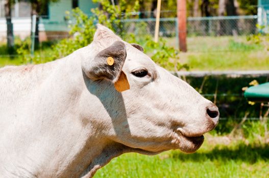 Happy and smiling white cow up-close