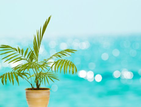 tropical palm in pot against blue bokeh background