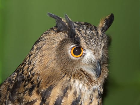 Owl looking at you on a green background