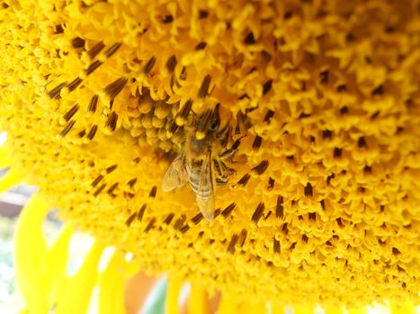 Bee in pollen sitting on a yellow sunflower