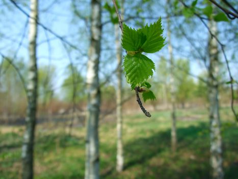 Young birch leaf felt approach of spring