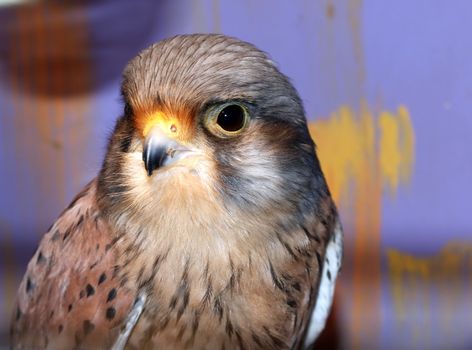 Beautiful observing hawk on an abstract background