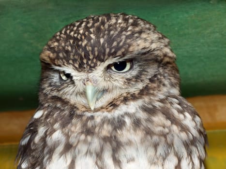 Beautiful owl's eye and beak on abstract background