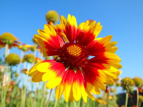 Red-yellow flower of a firewheel (Gaillardia) in a garden