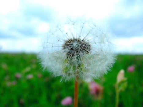 Dandelion on a green meadow against the blue sky