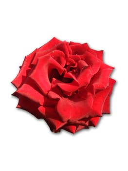 The isolated magnificent red rose on the white