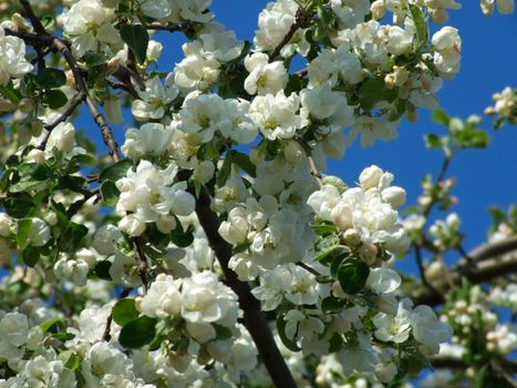 Young flowers of apple-trees against the blue sky