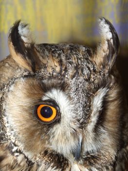 Beautiful owl's eye and beak on abstract background