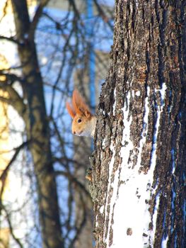 Little squirrel on a tree in winter park