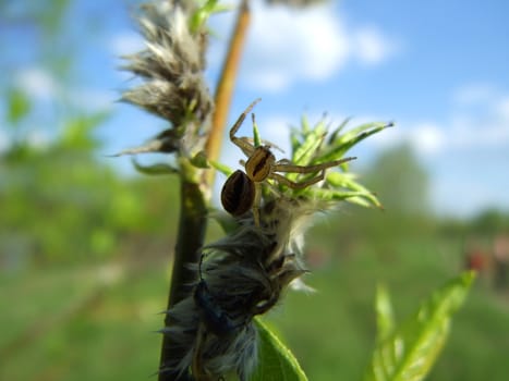 A little spider on a young tree