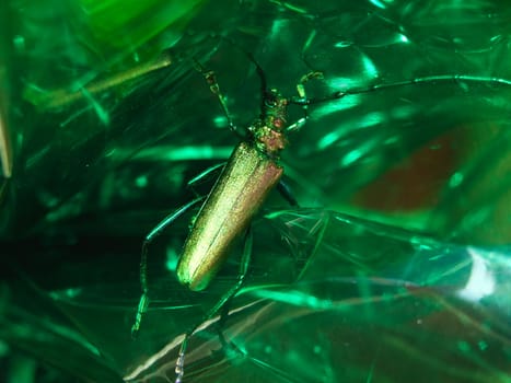 Close up of a green bug on a green plastic bottle