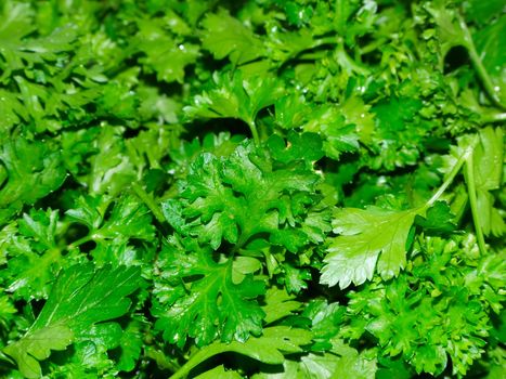 Fresh green parsley which is to be eaten