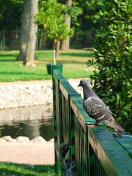 Pigeon on a handrail in park against a pond and a lawn