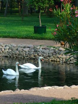 Two white swans in a park pond