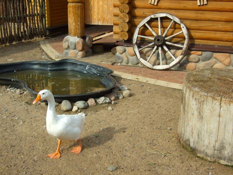 White goose in a court yard of the rural Russian house