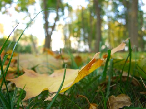 The fallen down yellow maple leaf in park