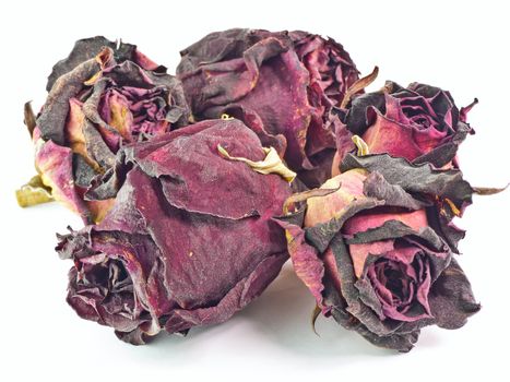 The isolated 5 dry buds of red roses