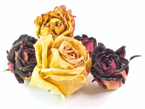 The isolated 5 dry buds of red and yellow roses