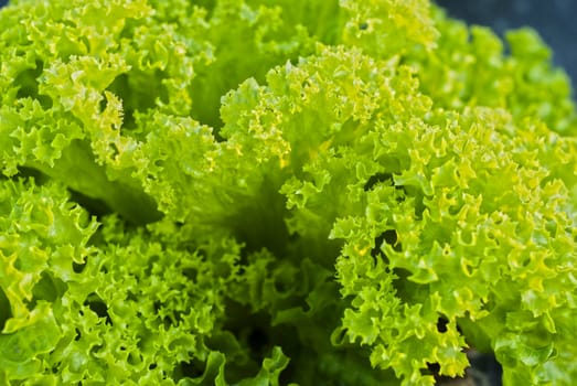 Fresh green growing leaf salad