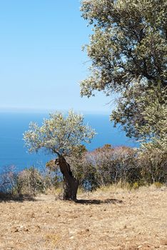 Sunny day, ocean view from garden, Majorca, Spain