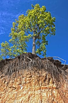 forest  at the edge of the cliff